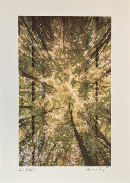 Mouldycliff, Potter, Mouldycliff 'Canopies & Cathedrals'  Limited Edition with Print