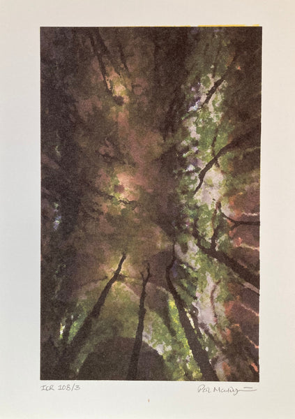 Mouldycliff, Potter, Mouldycliff 'Canopies & Cathedrals'  Limited Edition with Print