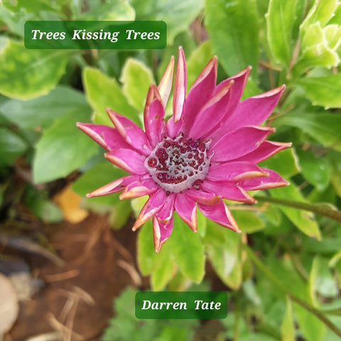 Darren Tate 'Trees Kissing Trees'' Limited Art Edition CDR Reduced price!